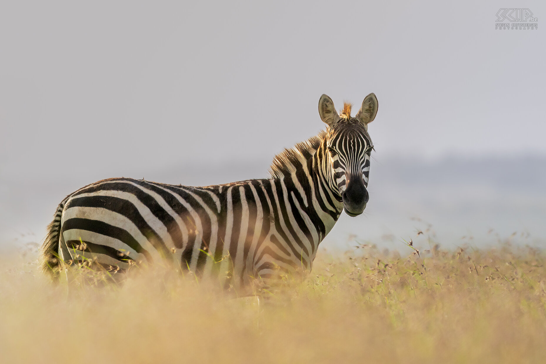 Solio - Plains zebra In the ranch part of Solio we could take a beautiful walking safari and in the morning we saw a herd of plains zebras Stefan Cruysberghs